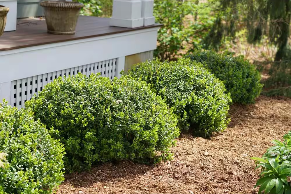 Top 6 Evergreen Hedges for Seattle Gardens