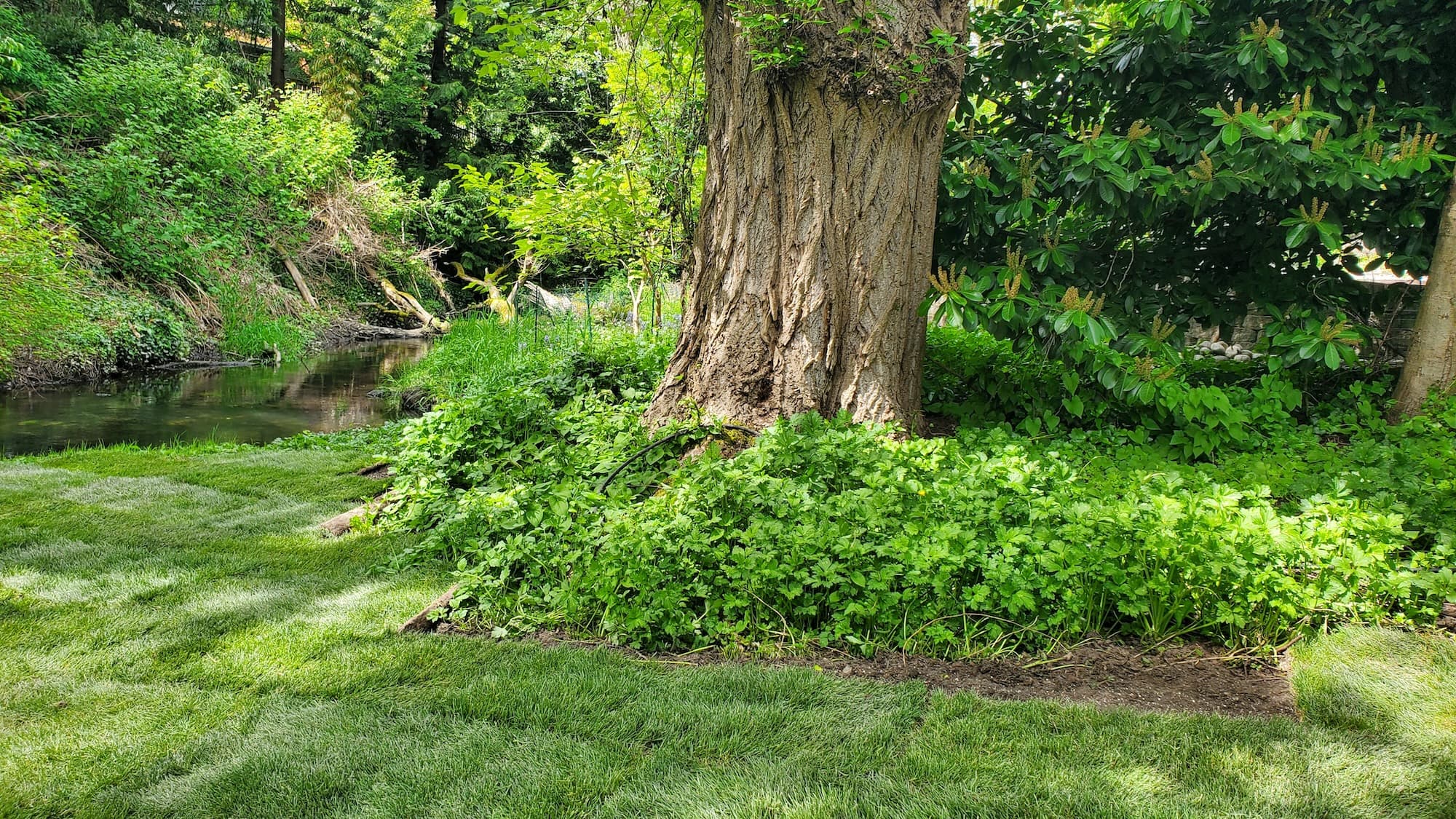 Lee's General Landscaping residential lawn care service in Seattle