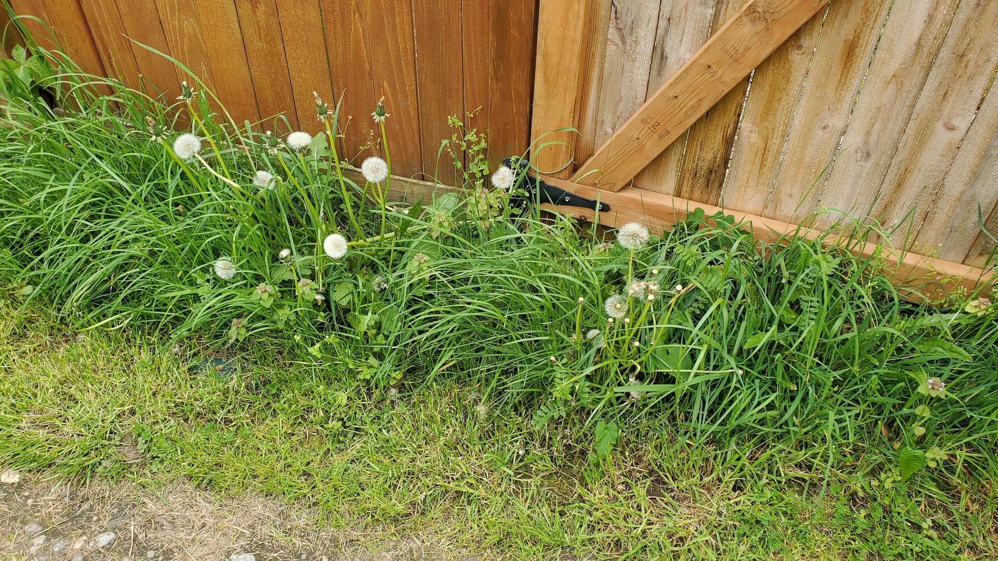 lawn mow