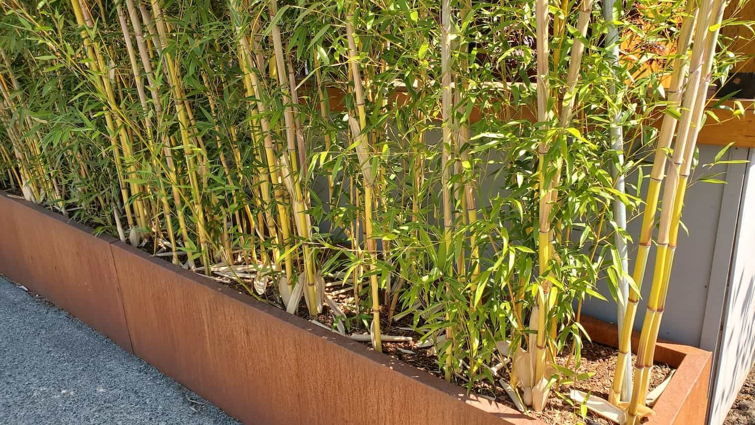 Neighbor’s Encroaching Bamboo: Who Is Liable in Seattle?