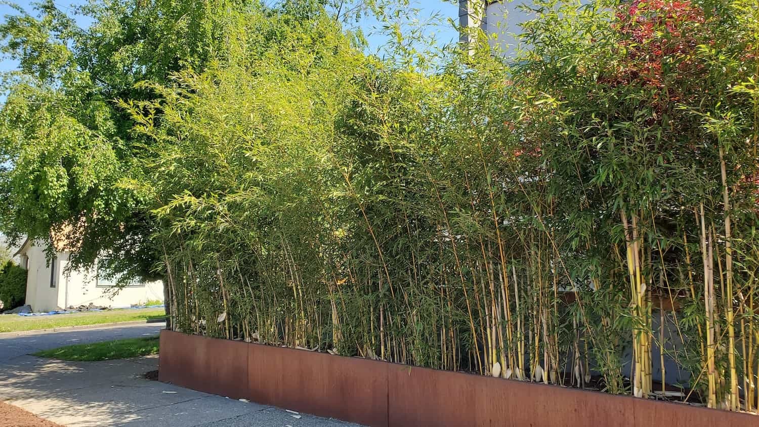 When Is the Best Time to Plant Bamboo in Seattle?