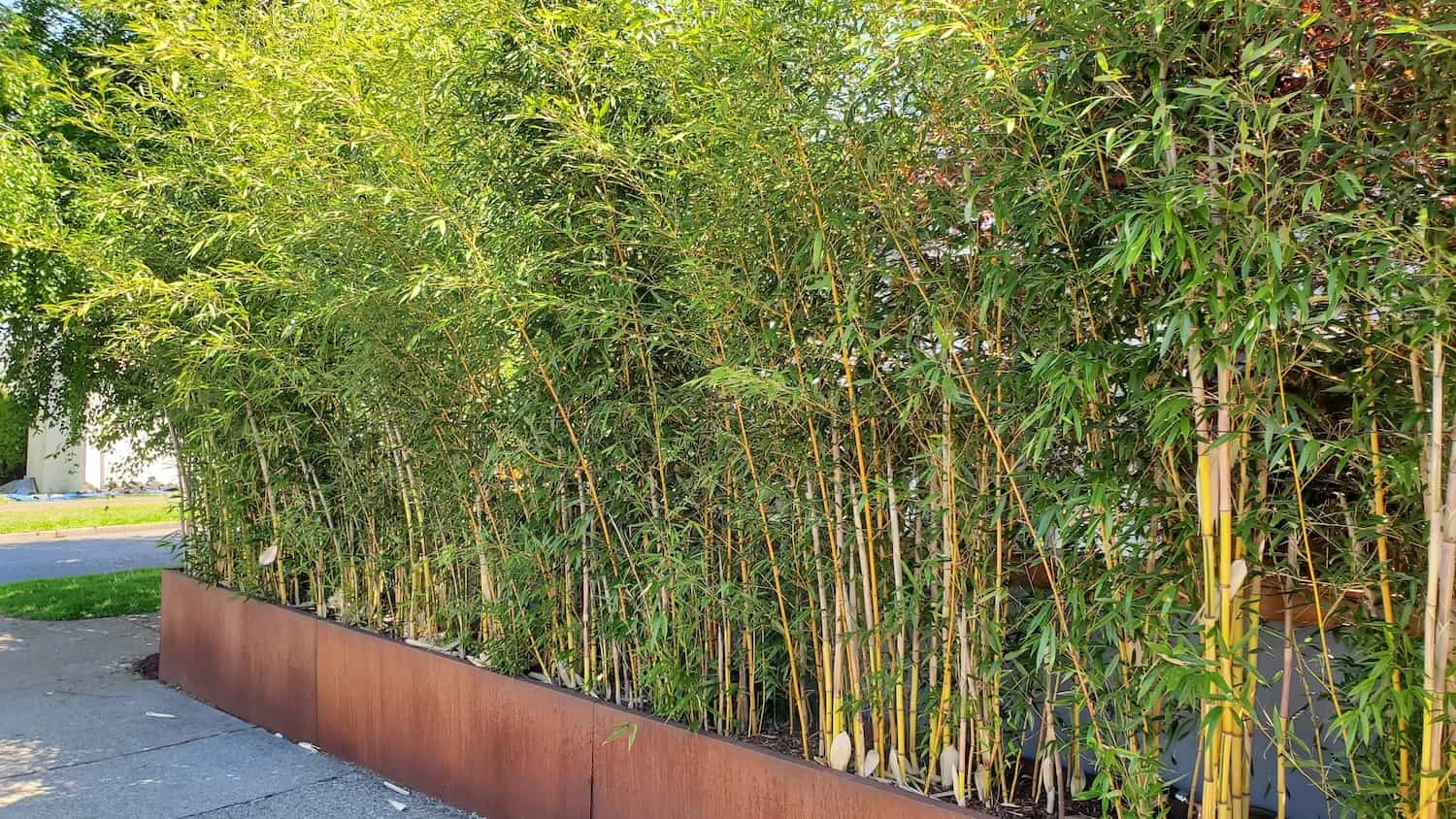 Clumping vs. Spreading Bamboo: What Seattle Homeowners Need to Know