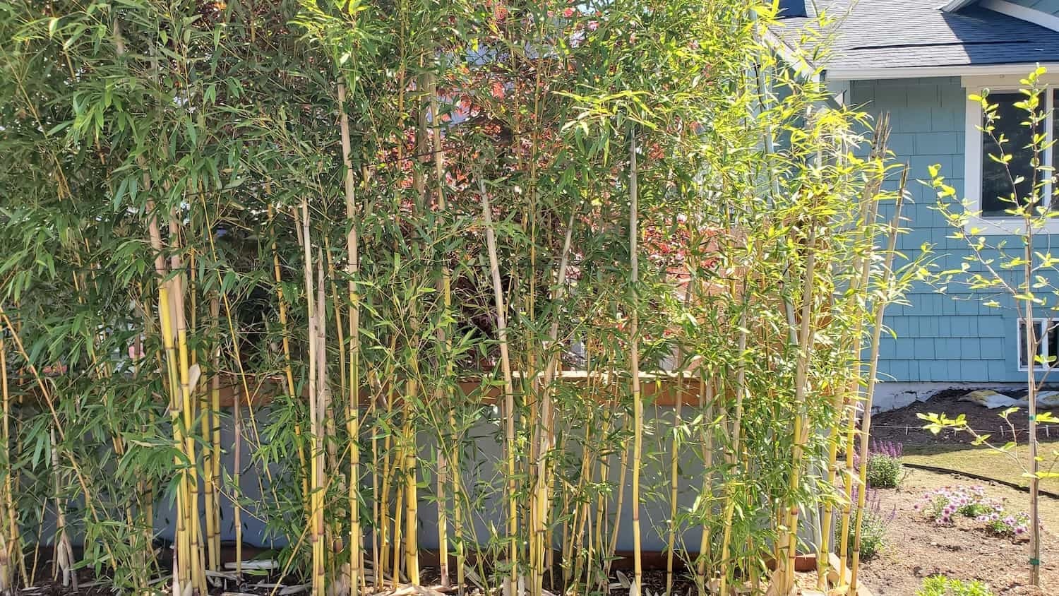 Bamboo Barriers: Types and Installation for Seattle Homes